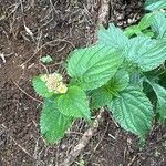 Lantana × strigocamara Flower