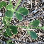 Zygophyllum fabago Leaf