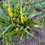 Iris foetidissima Alkat (teljes növény)