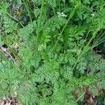 Caucalis platycarpos Likasa