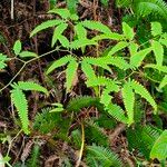 Gleichenella pectinata Hoja