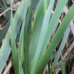 Libertia chilensis Blad