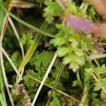 Pedicularis sylvatica Leaf