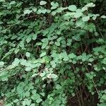 Cotoneaster multiflorus Habit