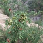 Juniperus phoenicea Folha