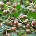 Zanthoxylum piperitum Fruit