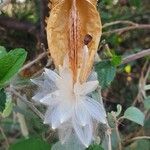Cynanchum insipidum Frucht