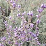 Lavandula pinnata Flower