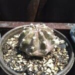 Echinopsis subdenudataLeaf