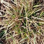 Carex pallescens 葉