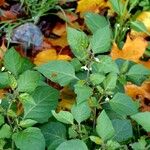 Solanum chenopodioides Fulla