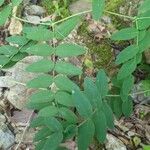 Lathyrus venosus Feuille