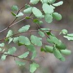 Porophyllum punctatum Leaf