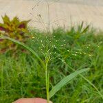 Panicum sumatrense Цвят