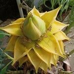 Ensete lasiocarpum Квітка