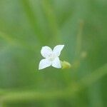 Oldenlandia lancifolia Цветок