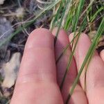 Carex canescens Лист