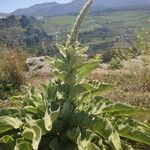 Verbascum boerhaviiFlor