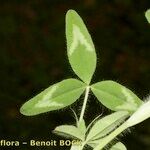 Trifolium diffusum Feuille