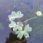 Ranunculus fluitans 葉