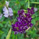 Medicago sativaFlower