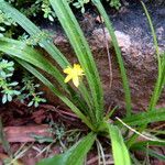 Hypoxis decumbens Staniste