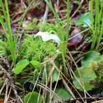 Moneses uniflora Leaf