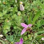 Ophrys apifera Habitatea