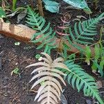 Blechnum occidentale Leaf