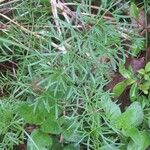 Seseli peucedanoides Hoja