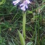 Neotinea tridentata Flower