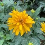 Rudbeckia laciniata 花