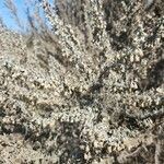 Artemisia californica Folha