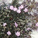 Erodium rodiei Облик