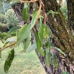 Salix lucida Leaf