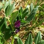 Vicia narbonensis Habitus