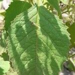 Solanum fiebrigii Leaf
