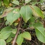 Viburnum rufidulum Blad