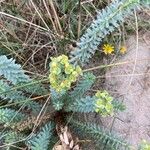 Euphorbia paraliasBlüte