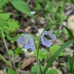 Phacelia bipinnatifida Flor