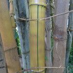 Bambusa vulgaris Egyéb