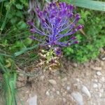 Muscari comosum Blomst