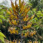 Phormium tenax Облик