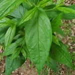 Mertensia franciscana Leaf