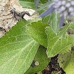 Eryngium planum পাতা