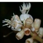 Miconia simplex 花