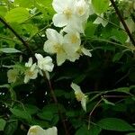 Philadelphus coronariusKvět