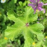 Malva sylvestrisBlad