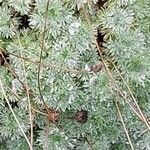 Cotula hispida Hoja