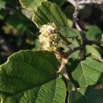 Fothergilla gardenii Froito